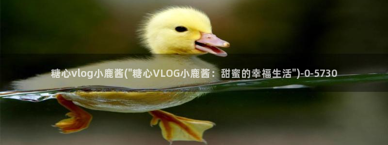 糖心vlog猫宝宝